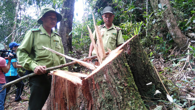 Rừng pơ mu ở biên giới Việt-Lào bị tàn phá - Ảnh: LÊ TRUNG