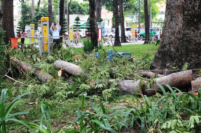 Cành cây dầu bị gãy đang được nhân viên công ty cây xanh cắt ra và dọn dẹp - Ảnh: LÊ PHAN