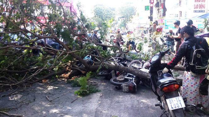 3 xe máy bị cành cây đè ngã xuống đường - Ảnh: P.K