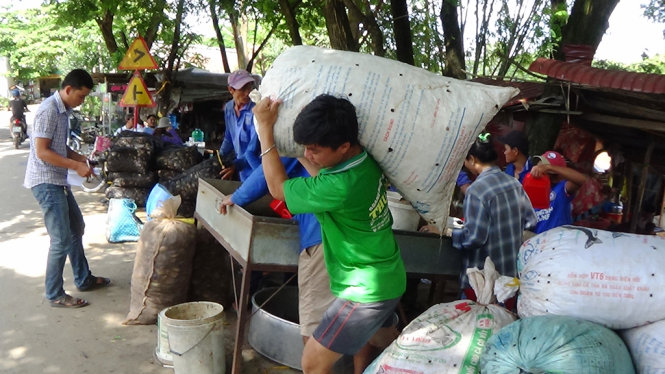 Vận chuyển cua đồng lên bãi để phân loại ra bán cho thương lái chuyển đi TP.HCM - Ảnh: Bửu Đấu