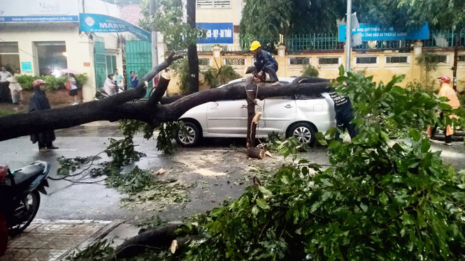 Cây xanh trên đường Lê Quý Đôn bị gãy gốc đè trúng xe chạy phía dưới - Ảnh: Lê Phan