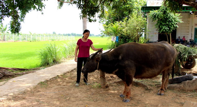 Người Thái Bình đem lúa nước, con trâu cái cày lên vùng cao nguyên Ea Sup để biến nó thành vựa lúa của Đắk lắk - Ảnh: TẤN VŨ