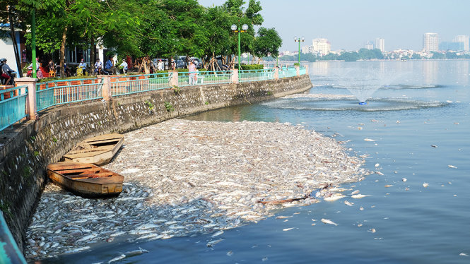 Mặc dù các lực lượng đã đưa máy sục khí tạo ô xy trong hồ nhưng cá chết trong hồ vẫn nổi trắng dạt vào bờ