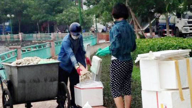Dù được khuyến cáo không sử cá chết chế biến thực phẩm nhưng sáng 4-10 vẫn có người mang thùng xốp đến lấy cá chết ở hồ Tây - Ảnh: Đ.V.QUỲNH