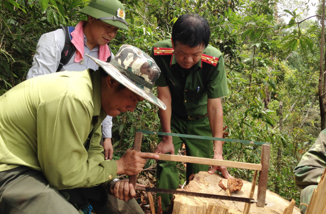Thượng tá Hoàng Trọng Đống - phó đội trưởng đội thanh tra pháp luật, cơ quan CSĐT Công an tỉnh Nghệ An trực tiếp kiểm tra thực địa, lấy mẫu gỗ pơ mu trong KBTTN Pù Hoạt bị khai thác trái phép - Ảnh: DOÃN HÒA