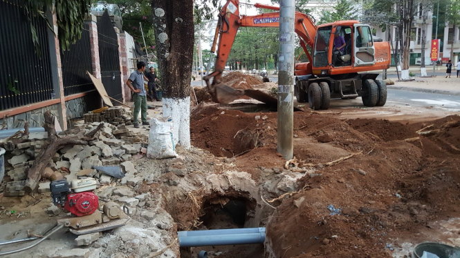 Hàng cây hoa sữa trên đường Nguyễn Văn Cứ, phường Tân Phú, thị xã Đồng Xoài, tỉnh Bình Phước đã bị các đơn vị thi công cắt rễ trong quá trình thi công hệ thống cấp thoát nước, gây nguy hiểm cho đời sống người dân - Ảnh: B.L