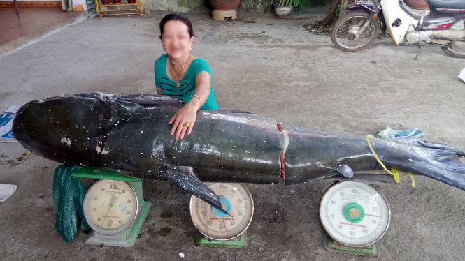 Con cá úc (hay còn gọi cá tra dầu) có trọng lượng gần 130kg, dài 2,2m bắt được trên sông Sêrêpốk - Ảnh: THÙY TRANG