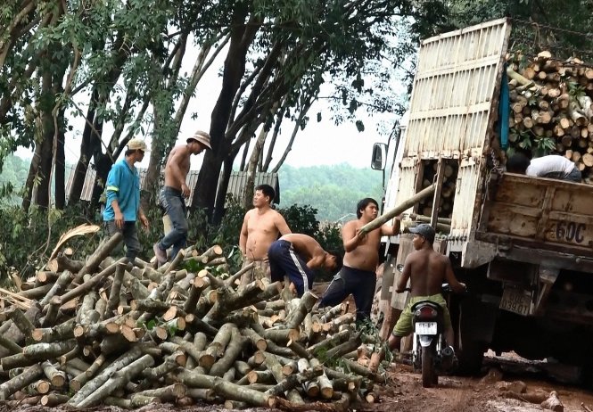 Các lô cao su được thanh lý qua phân bổ thay vì tổ chức bán đấu giá - Ảnh: B.SƠN