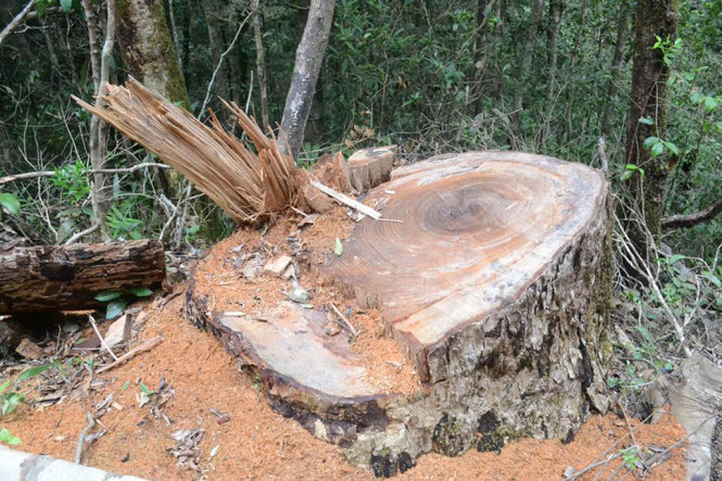 Gốc du sam đường kính rộng hơn một người ôm trong Khu bảo tồn thiên nhiên Nam Nung bị lâm tặc cưa hạ