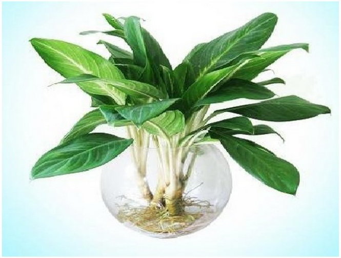 Nên chọn những loại cây xanh tươi tốt, có nhiều mầm lộc để đặt trong phòng làm việc