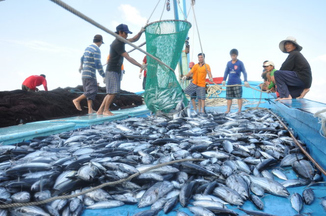 Những mẻ lưới đầy ắp cá tươi ở ngư trường Trường Sa. Để giàu có từ biển, ngư dân phải được trang bị tốt, đội hình mạnh. Phải ra khơi với tư thế mới, không chỉ ở ngành đánh bắt mà ở toàn lĩnh vực kinh tế biển - Ảnh: TẤN VŨ
