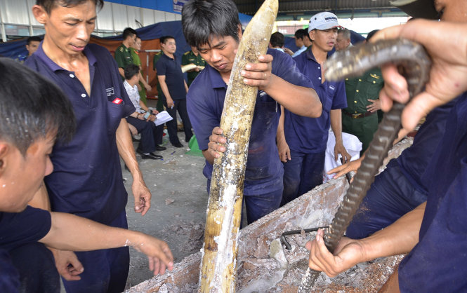 Ngà voi được phát hiện - Ảnh: Ái Nhân