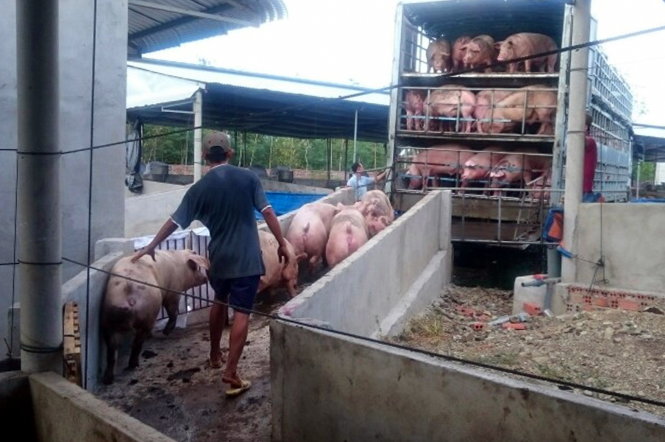 Heo được lùa lên xe vận chuyển qua Trung Quốc tiêu thụ - Ảnh: A.L