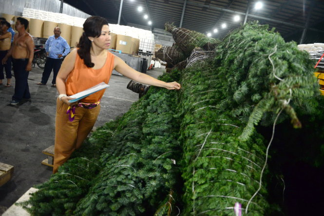 Chị Bích Diệp - giám đốc Công ty TNHH Green Life Investment - kiểm tra 200 cây thông được nhập từ Mỹ về TP.HCM đang được xuống hàng tại kho ở cảng Cát Lái, Q.2, TP.HCM - Ảnh: QUANG ĐỊNH