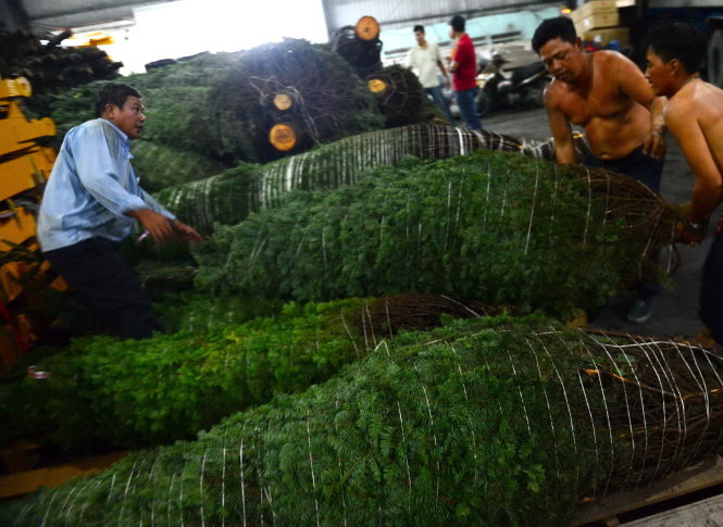 Công nhân xuống hàng 200 cây thông của Công ty TNHH Green Life Investment được nhập từ Mỹ về đang được để tại kho ở cảng Cát Lái, Q.2, TP.HCM - Ảnh: QUANG ĐỊNH