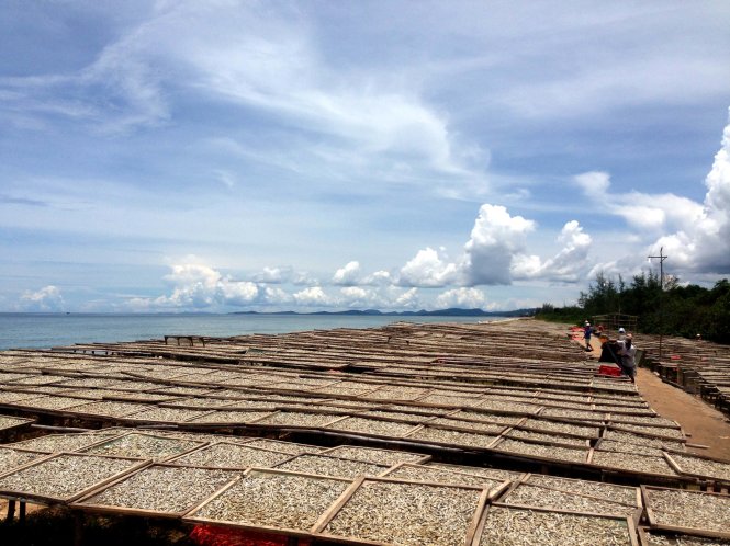 Xuất khẩu cá cơm phơi sấy khiến giá nguyên liệu cá cơm tăng cao, gây khó cho người làm nước mắm - Ảnh: T.ĐỨC