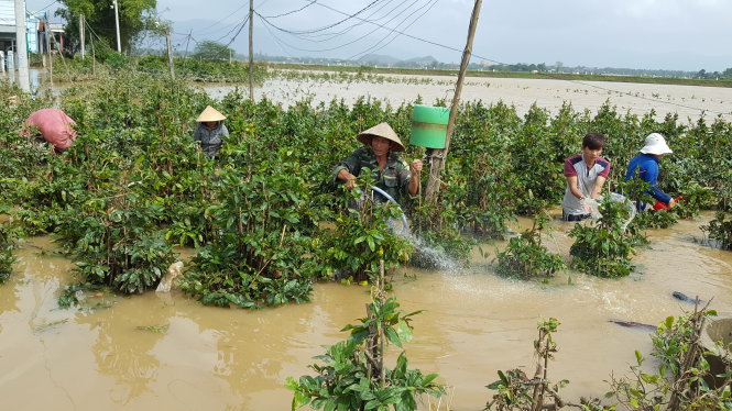 Hàng loạt làng hoa ở miền Trung trong thời điểm chuẩn bị tết đã bị chìm dưới nước lũ. Trong ảnh: ông Nguyễn Sơn Kề ở thôn Hảo Đức (An Nhơn, Bình Định) giội rửa ruộng mai bị ngập trong lũ vào trưa 17-12 - Ảnh: DUY THANH