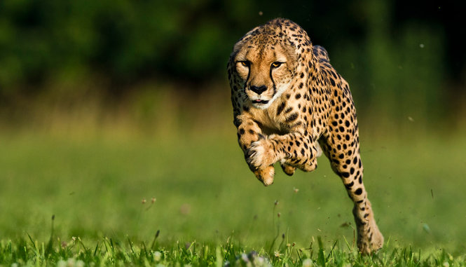 Một con báo Cheetah