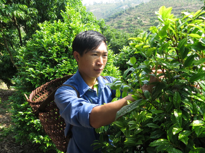Đặng Hiếu Vương tẩn mẩn tỉ mỉ kiểm tra búp, nụ trên cây trà hoa vàng - Ảnh Q.Thế