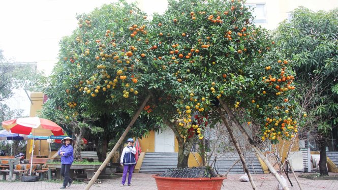 Cây quýt “khủng” giá hơn 150 triệu đồng ở chợ hoa Tết - Ảnh: Doãn Hòa