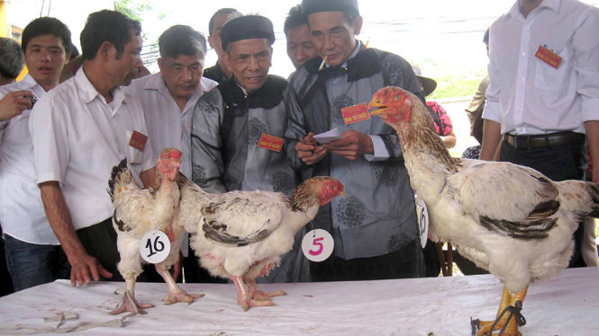 Gà Hồ tại cuộc thi gà đẹp tại làng Lạc Thổ, Thuận Thành, Bắc Ninh
- Ảnh: Hội nuôi gà làng Lạc Thổ cung cấp