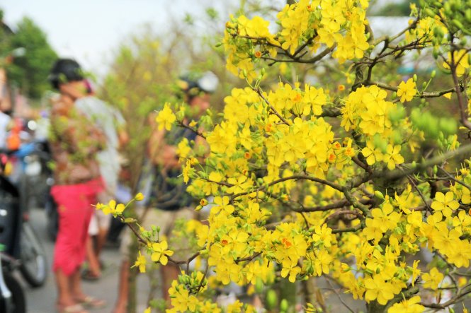 Chỉ còn một ngày để bán nhưng hầu hết các cây mai đã nở bung cánh vàng rực khiến nhà vườn thất thu - Ảnh: Mậu Trường