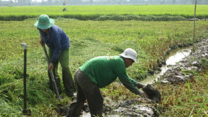 Lúa sắp thu hoạch nhưng người dân phá bỏ để cho doanh nghiệp thuê đất - Ảnh: THÀNH NHƠN