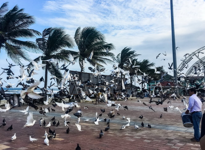 Đàn bồ câu ở bờ biển Mỹ Khê: “Những ngày đầu năm mới, tôi và gia đình đi dọc bờ biển Mỹ Khê, Đà Nẵng hóng gió. Đoạn, chúng tôi bắt gặp một đàn bồ câu rất nhiều bay theo đàn như đang biểu diễn. Hóa ra có một người đàn ông đang điều khiển chúng. Ông “huýt” một tiếng chúng bay lên, vòng một vòng. “Huýt” một cái nữa chúng tập trung ăn nắm thức ăn người đàn ông vừa quăng ra”. Tác giả: Trần Quách Như Quỳnh