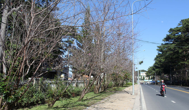 Hoa mai anh đào không nở rộ khiến lễ hội phải ngưng tổ chức - Ảnh: M.V.
