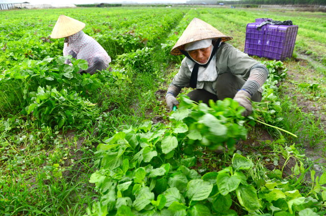Nhiều DN đang trông chờ vốn từ gói 100.000 tỉ đồng để phát triển nông nghiệp công nghệ cao. Trong ảnh: thu hoạch rau tại một cơ sở trồng rau sạch ở Đồng Nai - Ảnh: Quang Định
