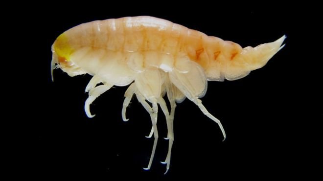 Loài giáp xác amphipod được tìm thấy dưới các rãnh Mariana và Kermadec - Ảnh: NewCastle Uni