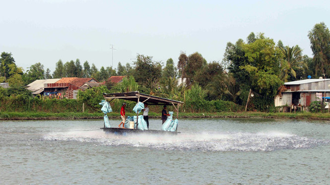 Nhiều hộ dân bán cá tra cho Cty Thuận An giờ điêu đứng vì đại gia này đã mất tích vài tháng qua. Trong ảnh là hộ dân nuôi cá tra ở huyện Châu Phú thuộc chuỗi liên kết dọc - Ảnh: BỬU ĐẤU