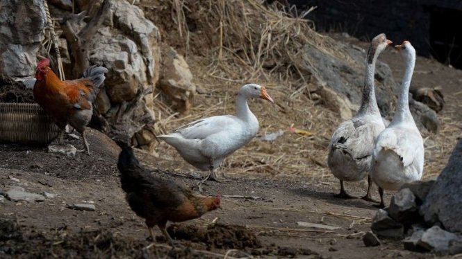 Gà và ngỗng bên ngoài một ngôi nhà ở tỉnh Quý Châu, Trung Quốc - Ảnh: AFP