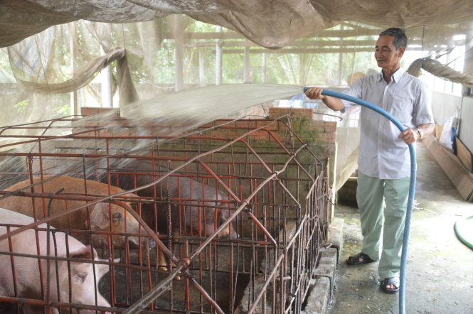 Ông Hai tắm cho heo hàng xóm nuôi trong chuồng của mình - Ảnh: Sơn Lâm