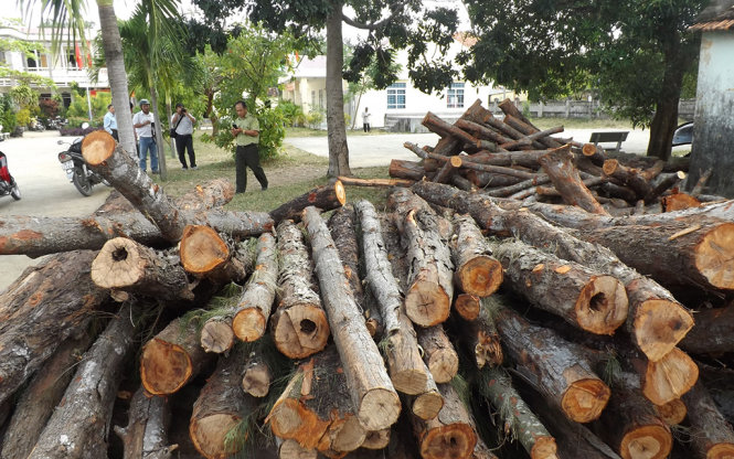 Gỗ phi lao được đưa về trụ sở UBND xã Hòa Hiệp Bắc chờ xử lý - Ảnh: KIM THỦY