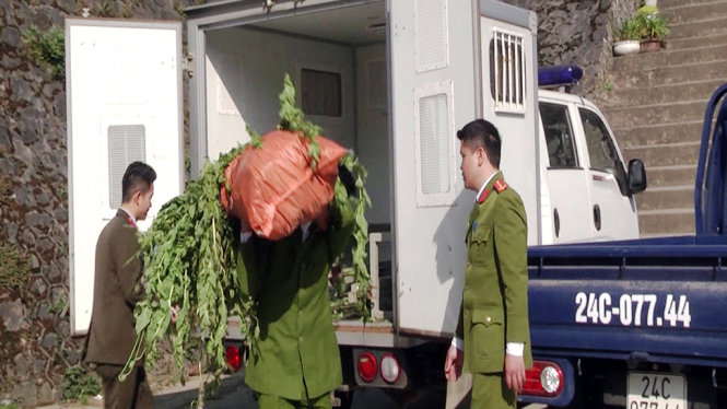 Cây thuốc phiện trồng trái phép bị Công an huyện Sa Pa nhổ bỏ, tiêu hủy - Ảnh: Hồng Thảo