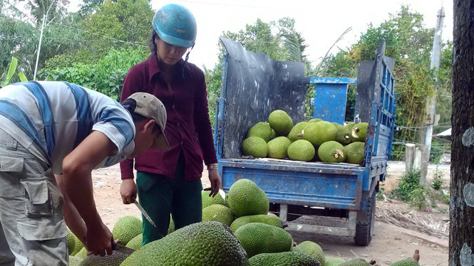 Thu mua mít từ nhà vườn, chuyển ra vựa ở xã Hội Xuân, huyện Cai Lậy (Tiền Giang) chiều 18-3 - Ảnh: Tấn Đức