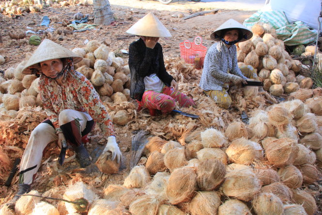 Một cơ sở sơ chế dừa tại tỉnh Bến Tre - Ảnh: Châu Thành