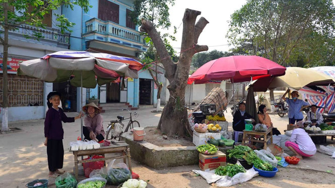 Con đường làng sạch… bóng cây xanh ở xã Cẩm Yên
