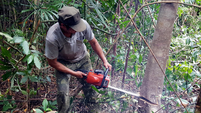Sáng 27-3, một nhân công đang cưa hạ cây rừng trong tiểu khu 310 rừng đầu nguồn ở Sông Hinh để lấy đất làm mặt bằng dự án nuôi bò - Ảnh: ĐĂNG TRÌNH