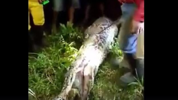 Mổ bụng con trăn, người ta phát hiện thi thể anh Akbar - Ảnh: Cảnh sát Tây Sulawesi