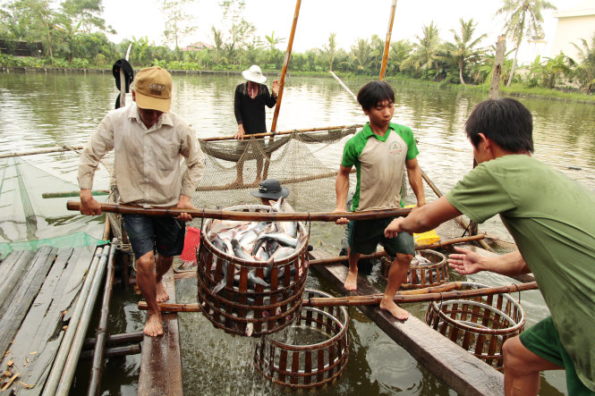 Theo khuyến cáo của cơ quan chức năng, để tránh tình trạng rơi vào “bẫy” giá cao rồi xuống thấp, người nuôi cá tra cần liên kết với
doanh nghiệp - Ảnh: CHÍ QUỐC