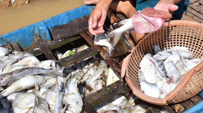 Cá chết trên sông Sài Gòn được người dân vớt lên với đủ loại lớn nhỏ - Ảnh: B.L