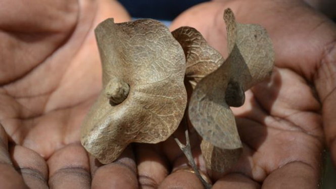Hạt của cây Karomia Gigas, chỉ còn lại sáu cây trong tự nhiên ở Tanzania - Ảnh: BGCI