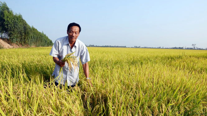 Ông Nguyễn Văn Thành (ấp Kinh Cùng, xã Hưng Điền B, huyện Tân Hưng, Long An) rất vui khi nghe Nhà nước bàn vế nới hạn điền. Ông có đồng lúa hơn 60ha nhưng do vướng hạn điền nên phải nhờ gần 40 người thân đứng tên trên các giấy chứng nhận quyền sử dụng đất cho số đất này - Ảnh: SƠN LÂM