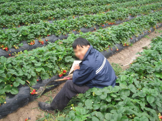 Một du học sinh người Việt làm thêm bằng việc hái dâu ở Úc - Ảnh tư liệu của Tuổi Trẻ