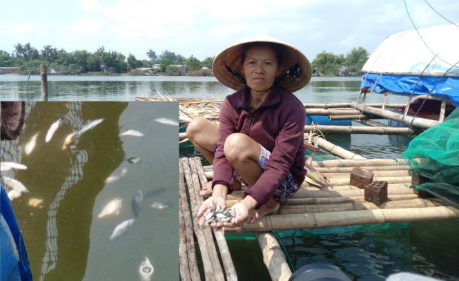 Cá Chẽm giống ở nhiều lồng bè của hộ nuôi trên sông Tam Kỳ chết liên tục mấy ngày qua (ảnh nhỏ). Cá ở lồng bè bà Thuận chết nhiều, bà phải vớt đem chôn - Ảnh: MẠNH TRƯỜNG
