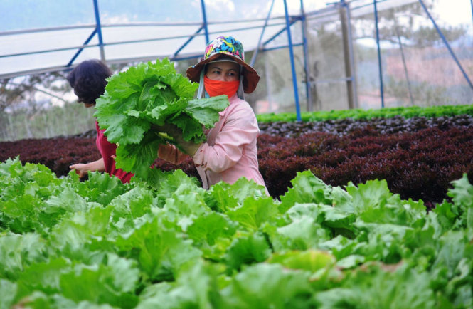 Sản xuất xà lách ứng dụng công nghệ thủy canh trong nông trại liên kết với VinEco tại Đà Lạt - Ảnh: Bảo Chi