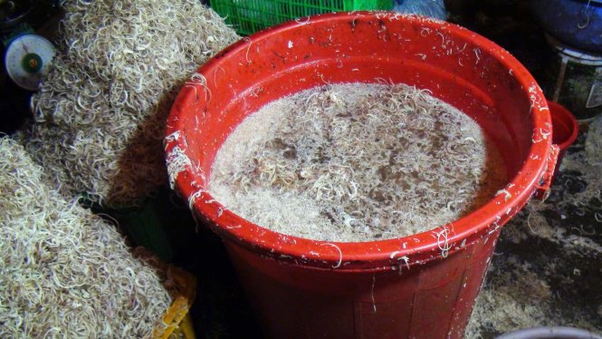 Sau khi “tắm” hàn the, búp chuối được ngâm trong chất tẩy trắng - Ảnh: Hải Hiếu