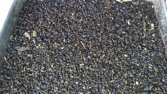 Mỗi ngày người dân gom được nửa thùng sơn loại 20 lít bọ đậu đen trong nhà - Ảnh: B.A